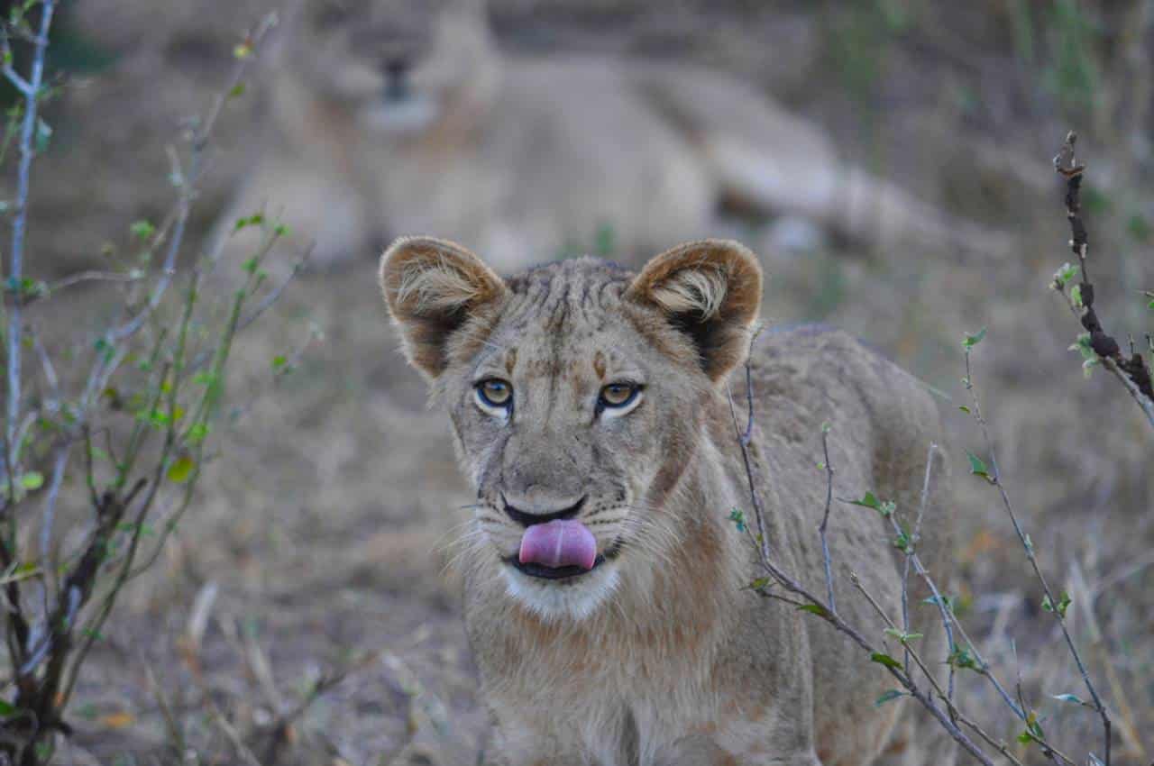 Lioness Calling Cubs