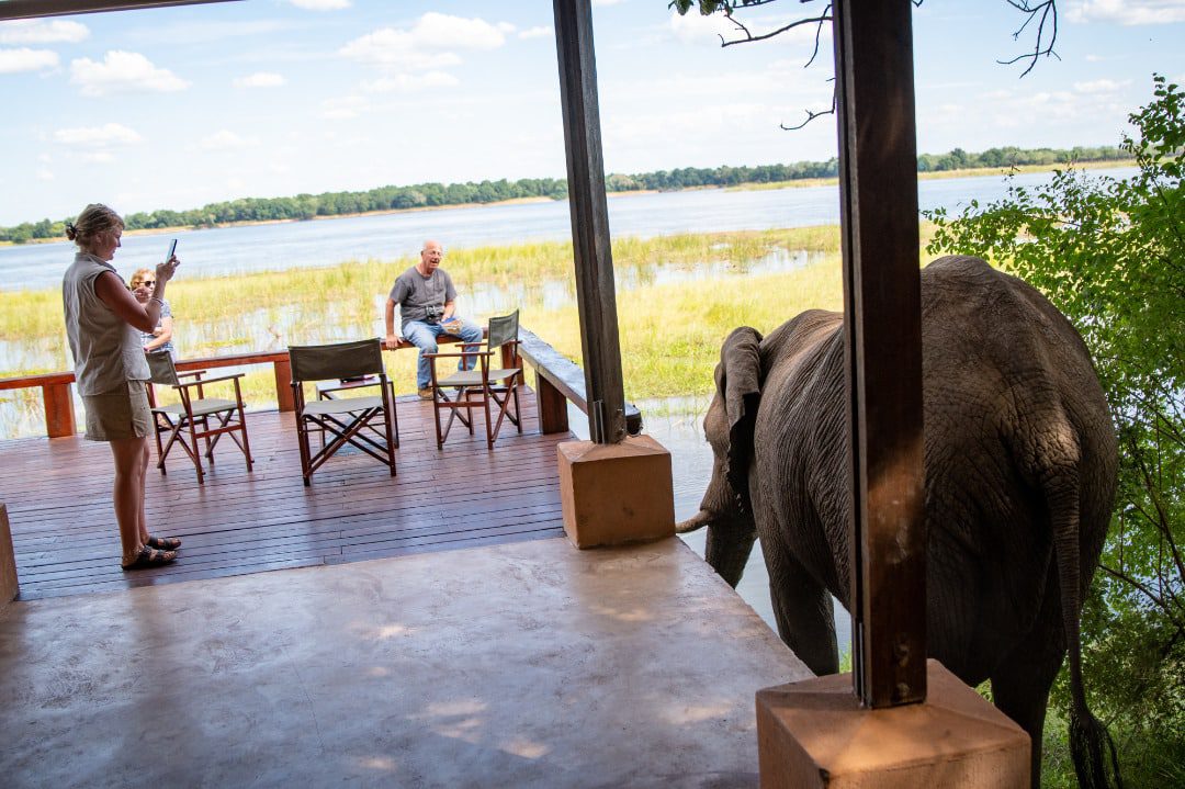 Elephant by Pool