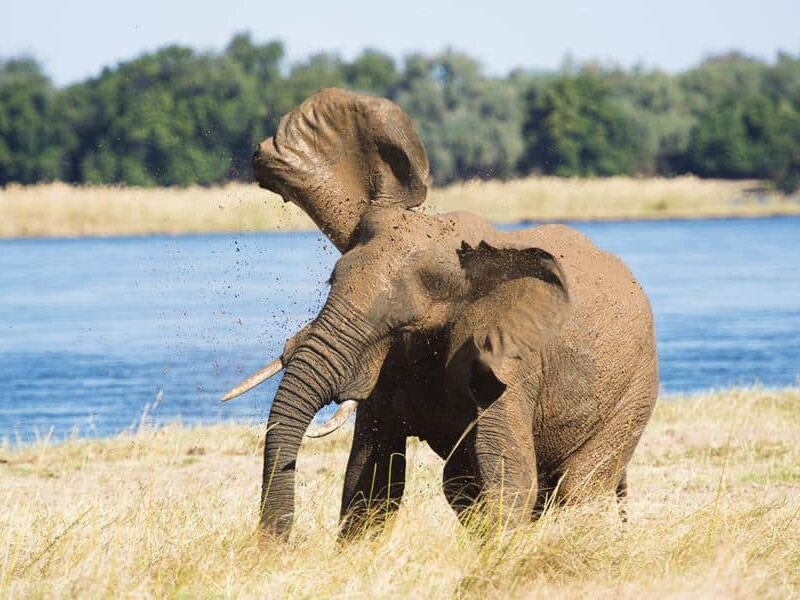 Royal Zambezi - Elephant