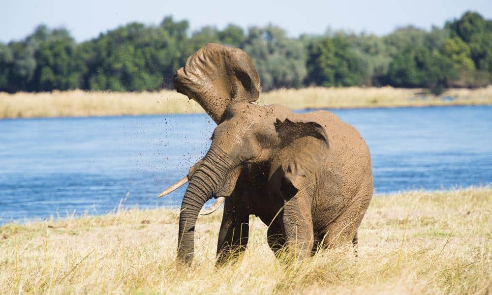 Royal Zambezi - Elephant