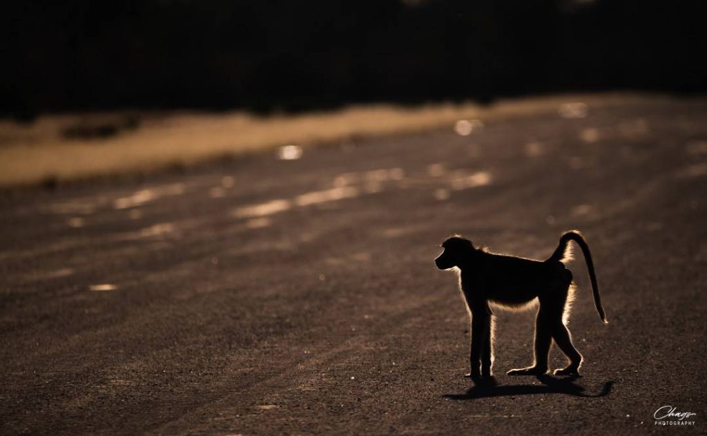 Photo Safari with Chags - Royal Zambezi Lodge