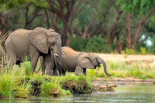 Two elephants at the river