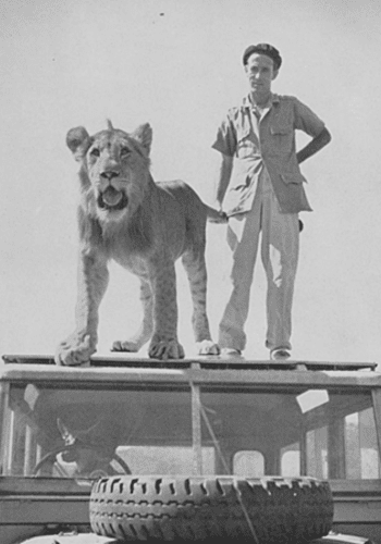 norman carr with lion