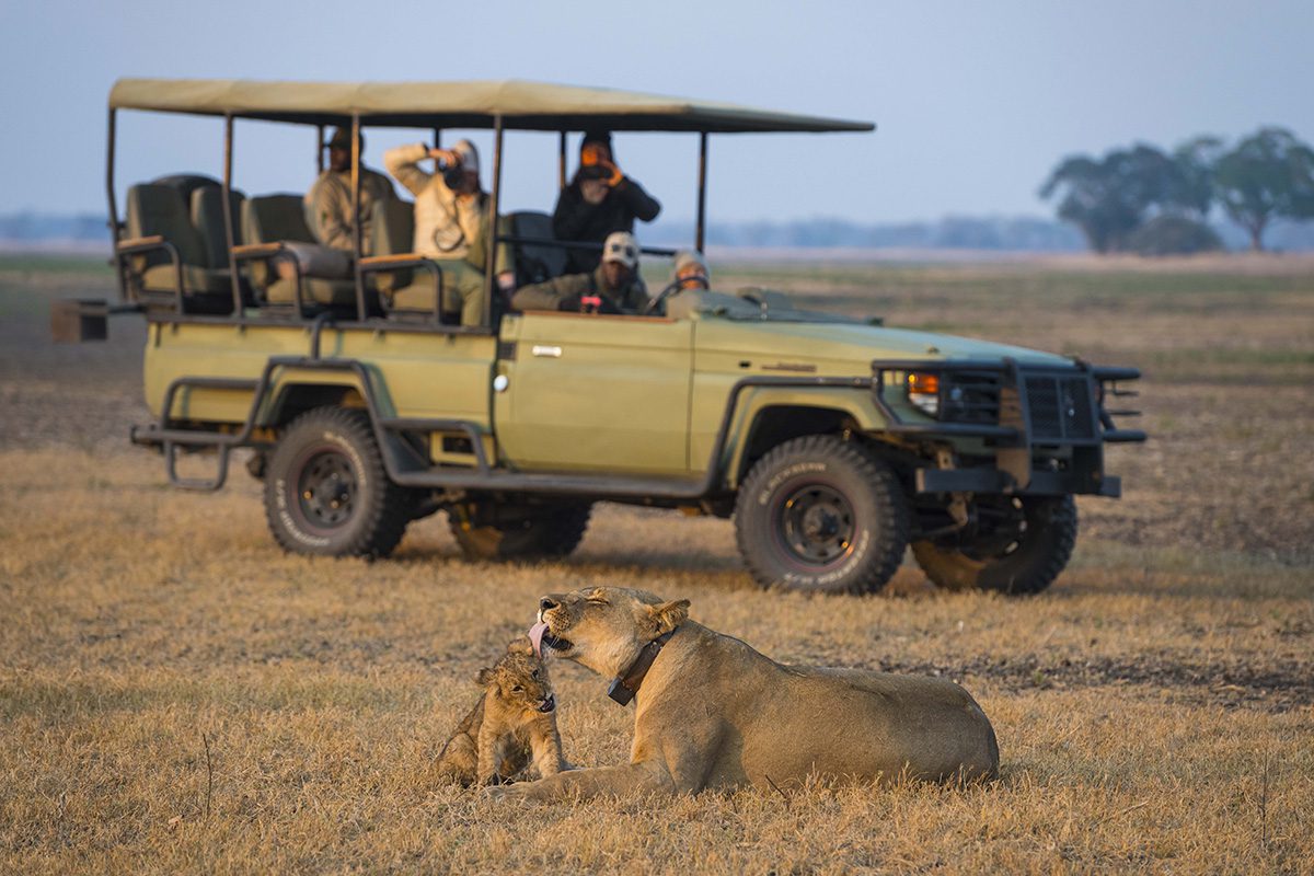 A lioness licks her cub in the foreground of a grassy field whilst a safari vehicle full of tourists watches from a short distance.