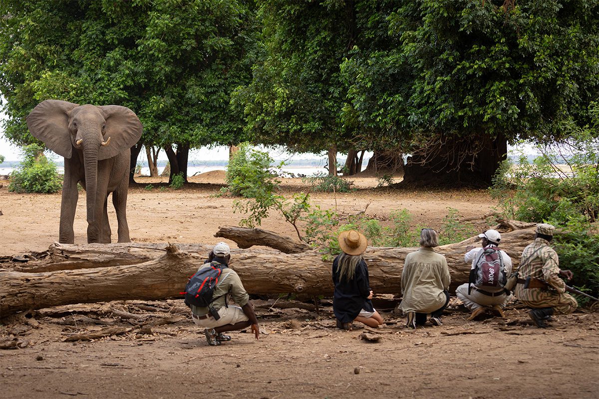 A group of four crouched behind a fallen log, carefully observing an elephant standing in the background amongst trees.