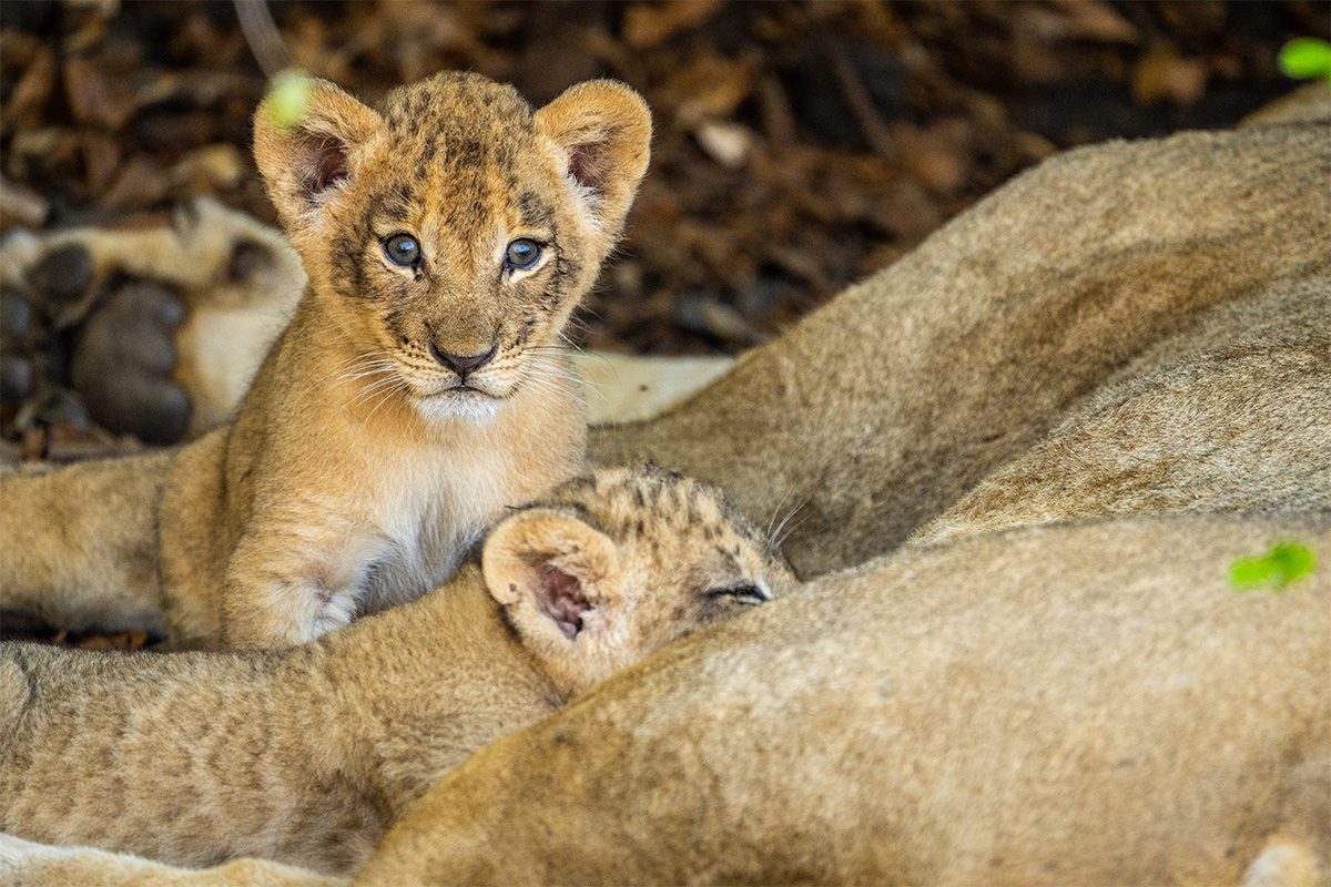 A young lion cub looks directly at the camera, while another cub rests beside a larger lioness in the foreground.