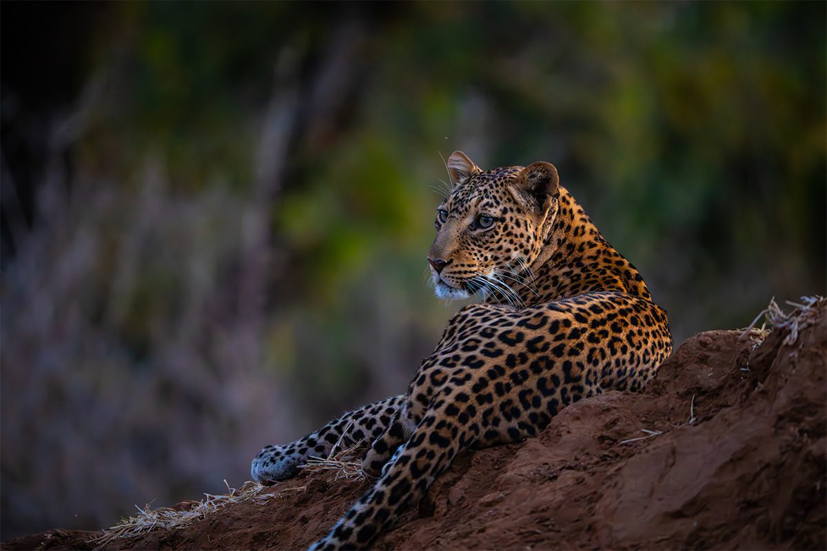 A leopard lies on a brownish mound of earth, peering over its shoulder.
