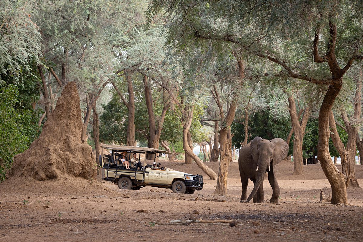 A safari vehicle with people inside is situated near a large mound, looking on as an elephant walks between trees.
