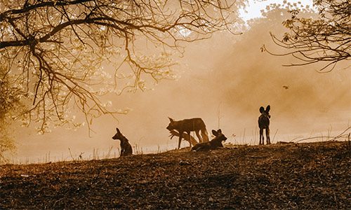 Several wild African dogs on a gentle landscape, with trees in the foreground. The atmosphere and dusty environment suggests either sunrise or sunset.