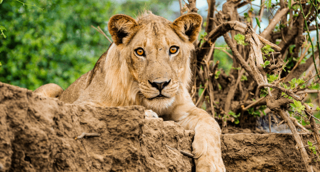 A majestic lion gazes forward, resting on a rocky mound among foliage and branches.