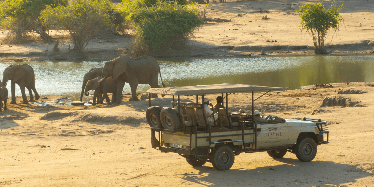 safari game drive