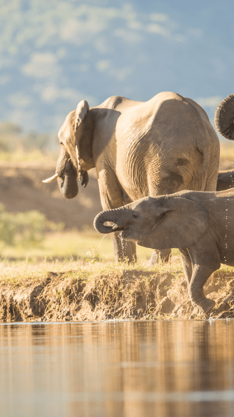 elephants drinking from river zambia