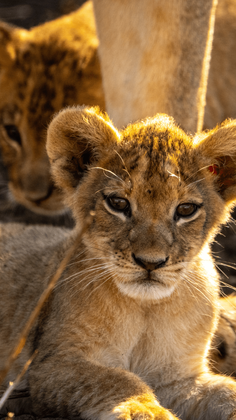 lion cub zambia