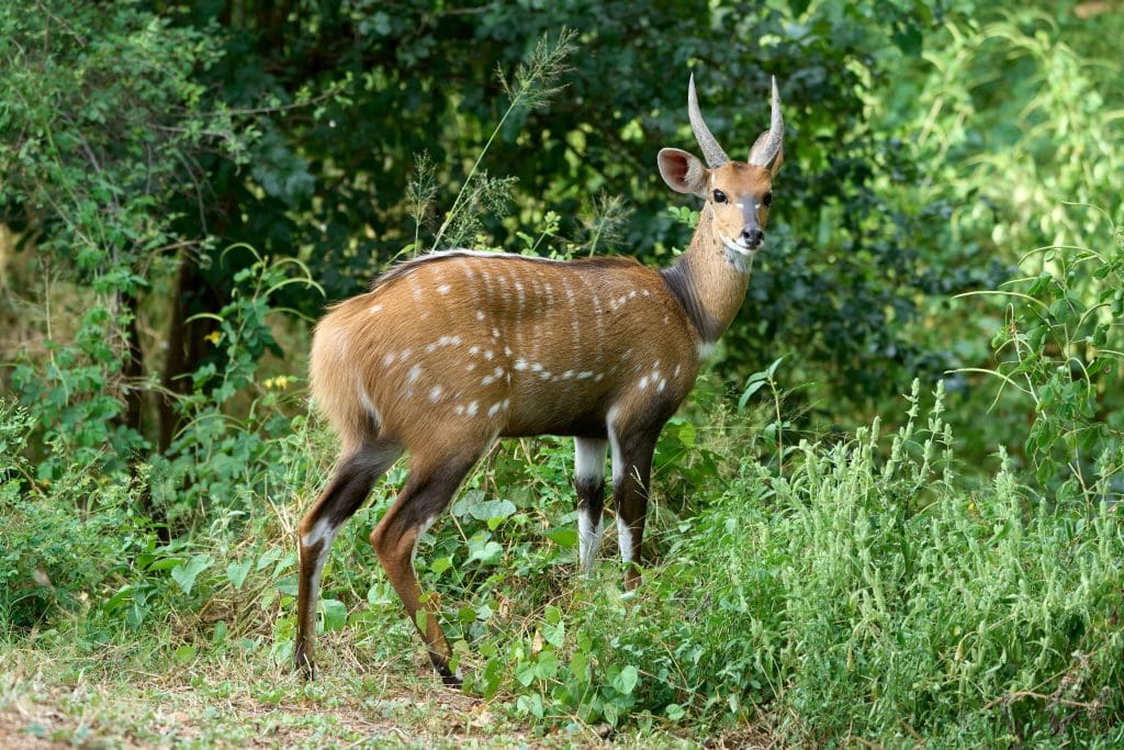 Bushbuck