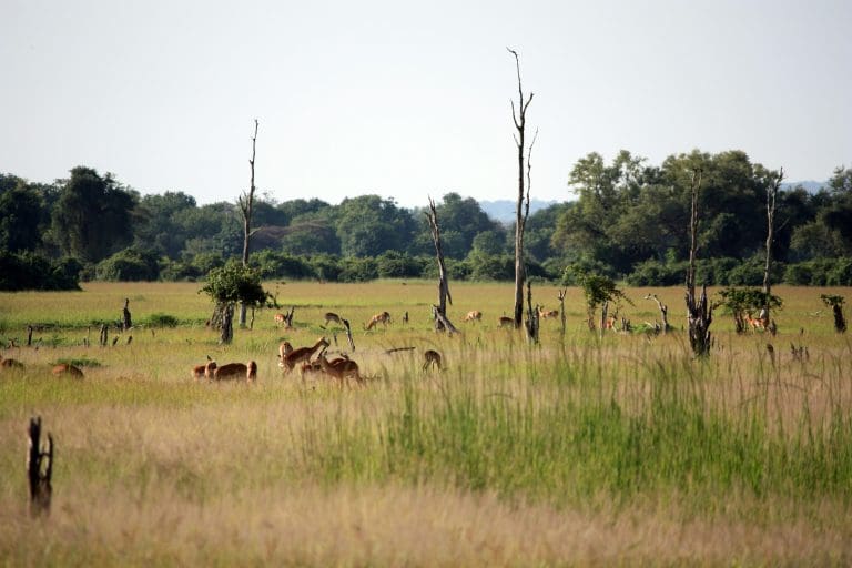 Zambia Wildlife