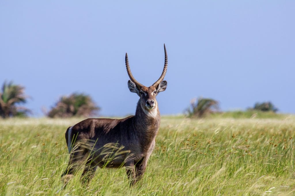 Waterbuck